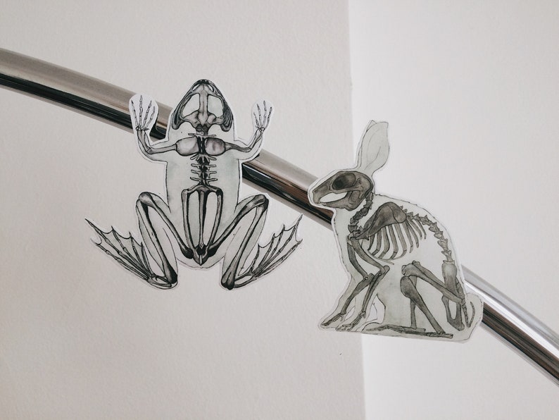 May include: Two anatomical illustrations of skeletons, a frog and a rabbit, are displayed on a silver metal surface. The frog is facing the viewer with its legs spread out, while the rabbit is sitting with its head turned to the side.