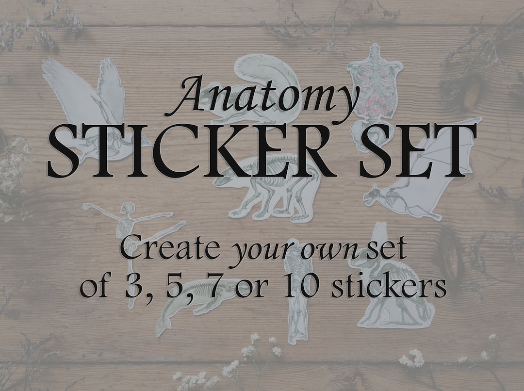 Custom Anatomy Sticker Set: Human Animal Anatomical Skeleton, Medical ...