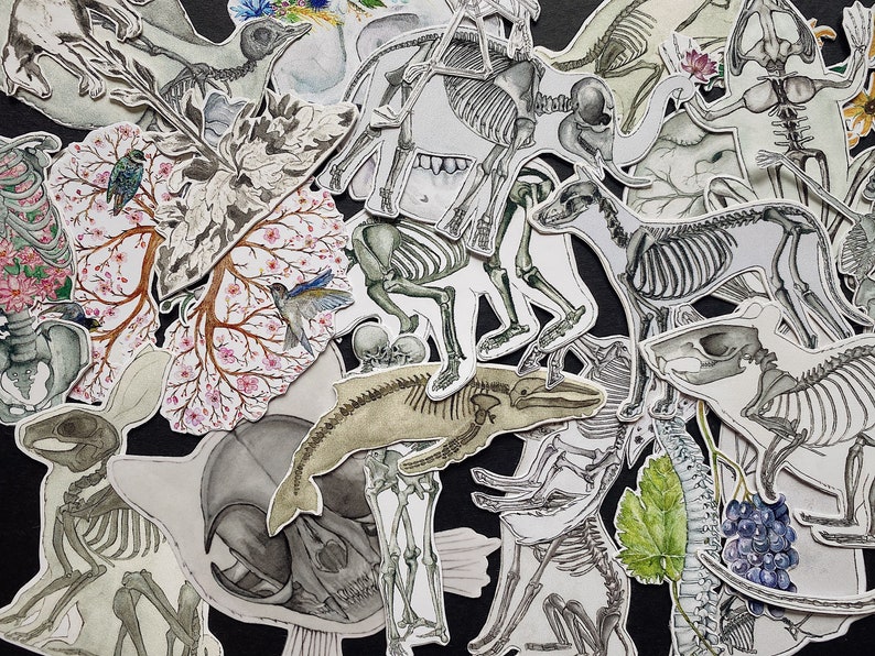 May include: A collection of watercolor illustrations featuring various animal skeletons, including a whale, a bird, a dog, and a cat. The illustrations are on a black background and are surrounded by flowers and leaves.