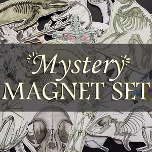 May include: A set of skeleton animal magnets with a gray background. The magnets feature a variety of animals, including a whale, a cat, a frog, and a rat. The text "Mystery Magnet Set" is written in gold letters on a gray banner.