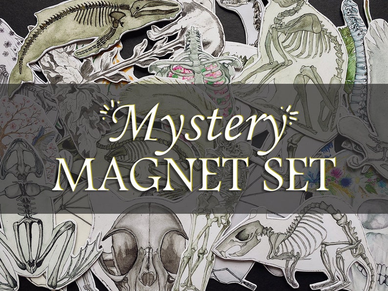 May include: A set of skeleton animal magnets with a gray background. The magnets feature a variety of animals, including a whale, a cat, a frog, and a rat. The text "Mystery Magnet Set" is written in gold letters on a gray banner.