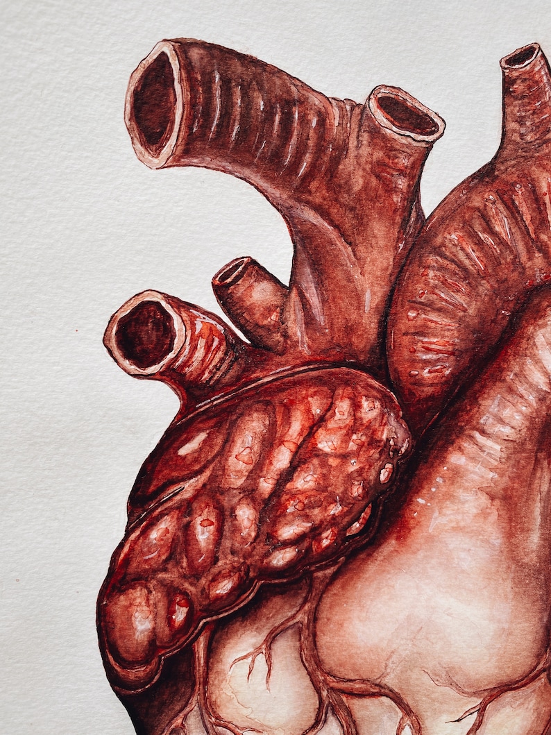 Puede incluir: Una pintura detallada en acuarela de un coraz&oacute;n humano. El coraz&oacute;n se representa en tonos rojos y marrones, con intrincadas venas y c&aacute;maras visibles. La pintura captura la complejidad anat&oacute;mica del coraz&oacute;n.