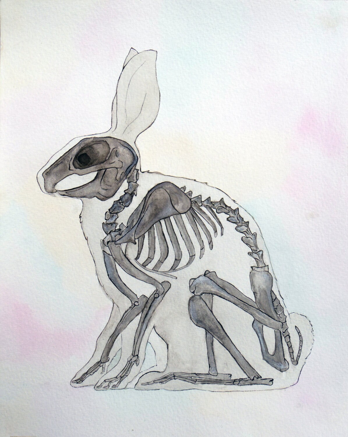 Vet Gift | Rabbit Art | Animal Painting | Watercolour | Bunny | Anatomy ...