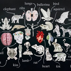 Op de afbeelding: Een zwarte achtergrond met witte handgeschreven labels en kleurrijke anatomische illustraties van verschillende dieren, organen en lichaamsdelen. De labels omvatten: longen, ballerina, vogel, olifant, ribben, vleermuis, eekhoorn, kikker, walvis, eenhoorn, hond, wervelkolom, hersenen, schedel, flamingo, konijn, lam, kat, rat, kus, hart, vos en beer.