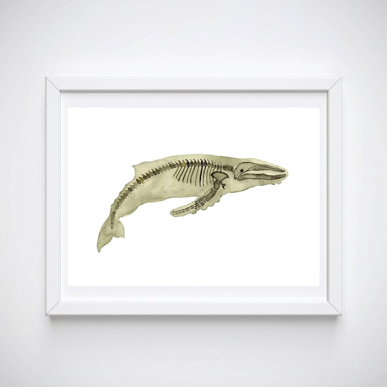 May include: A watercolor illustration of a whale skeleton in a white frame. The whale is depicted in a light brown color, with its bones visible.