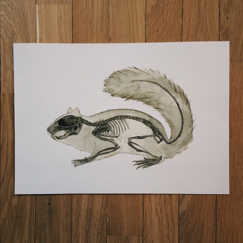 May include: Watercolor painting of a squirrel with its skeleton visible. The squirrel is in a running pose with its tail curled up behind it.