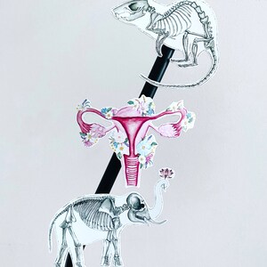 May include: Three anatomical illustrations: a rat skeleton, a uterus with floral accents, and an elephant skeleton. The images are in black and white with pink and floral details, mounted on a black rod against a white background.
