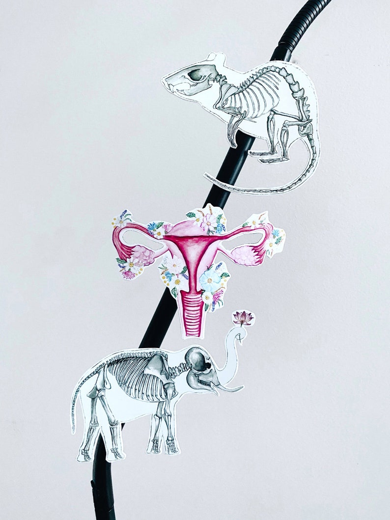 May include: Three anatomical illustrations: a rat skeleton, a uterus with floral accents, and an elephant skeleton. The images are in black and white with pink and floral details, mounted on a black rod against a white background.