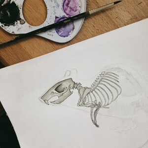 May include: A detailed pencil drawing of a rat skeleton on white watercolour paper. The drawing is in progress and the skeleton is partially shaded in grey.