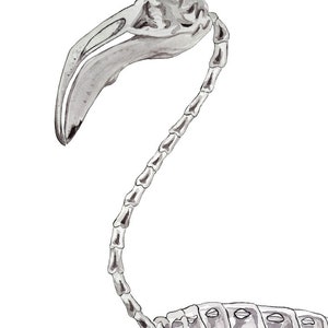 May include: A black and white watercolor illustration of a flamingo skeleton. The skeleton is depicted in a standing pose with its head tilted to the side. The illustration is detailed and realistic, capturing the intricate structure of the flamingo's bones.