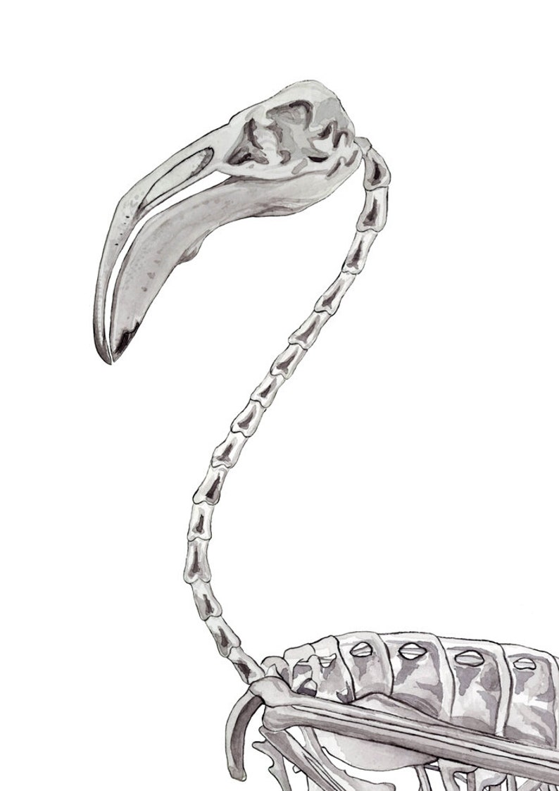 May include: A black and white watercolor illustration of a flamingo skeleton. The skeleton is depicted in a standing pose with its head tilted to the side. The illustration is detailed and realistic, capturing the intricate structure of the flamingo's bones.