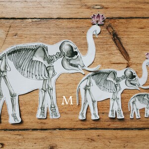 May include: Three paper cutouts of elephant skeletons in different sizes, labeled L, M, and S. Each skeleton is white with gray bones and has a pink flower on top of its head.