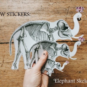 Animal Anatomy Sticker Set: Pack of 15 Skeleton Stickers - Etsy