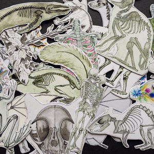 May include: A collection of watercolor illustrations featuring various animal skeletons, including a whale, a cat, a bird, a frog, a rat, and a couple of human skeletons. The illustrations are done in shades of gray and green, with some floral details.