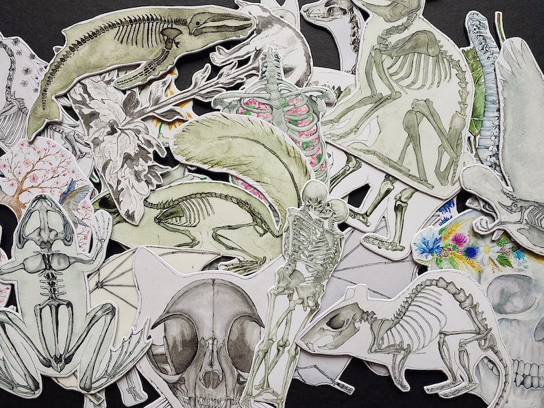 May include: A collection of watercolor illustrations featuring various animal skeletons, including a whale, a cat, a bird, a frog, a rat, and a couple of human skeletons. The illustrations are done in shades of gray and green, with some floral details.