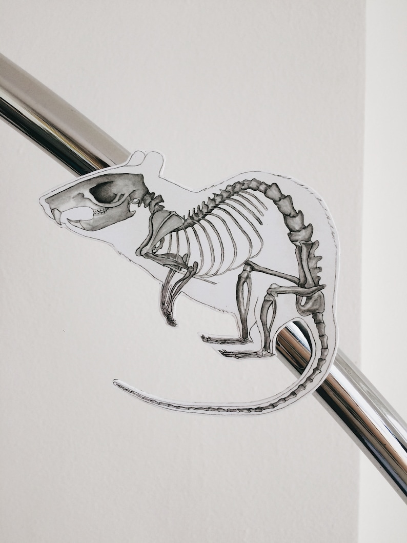 May include: A black and white illustration of a rat skeleton. The rat is shown in a standing position with its tail curled around its body.