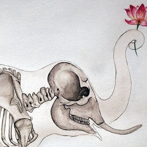 May include: A watercolor painting of an elephant skeleton with a pink lotus flower on its trunk. The elephant's skull is visible, and the bones are detailed.