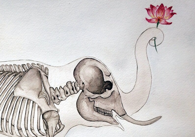 May include: A watercolor painting of an elephant skeleton with a pink lotus flower on its trunk. The elephant's skull is visible, and the bones are detailed.
