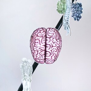 May include: A pink human brain, a white skeleton of two people embracing, and a white spine with green leaves and purple grapes hanging from it.