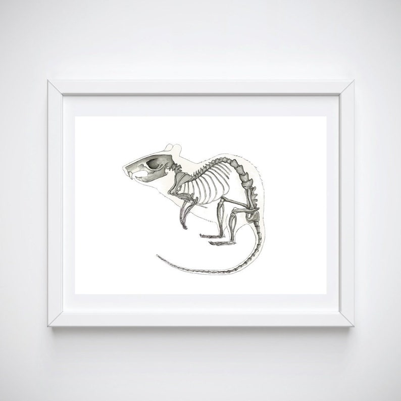 May include: A black and white illustration of a rat skeleton. The rat is shown in profile, with its tail curled around its body. The skeleton is detailed and accurate, showing all of the bones in the rat's body.