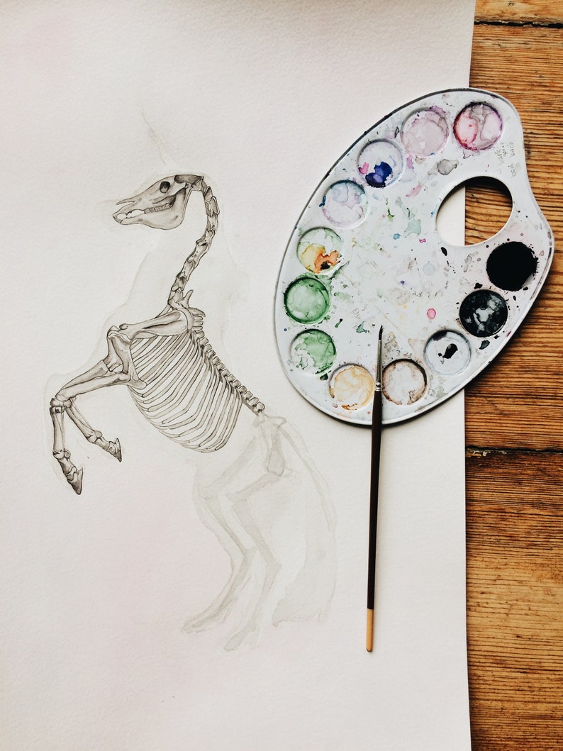 K&ouml;nnte beinhalten: Ein Aquarellbild eines Einhorn-Skeletts mit einer Farbpalette und einem Pinsel daneben. Das Einhorn steht auf seinen Hinterbeinen und hat den Kopf nach hinten geneigt. Die Farbpalette hat eine Vielzahl von Farben, darunter Blau, Gr&uuml;n, Gelb, Orange und Rot.