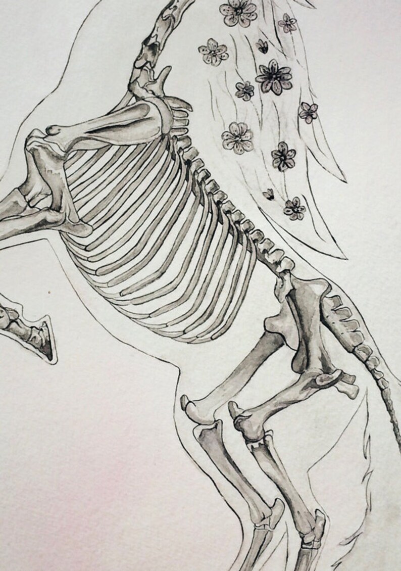 K&ouml;nnte beinhalten: Eine Schwarzwei&szlig;-Tintenzeichnung eines Pferdeskeletts mit einem floralen Design an der Seite. Das Pferd steht auf seinen Hinterbeinen mit dem Kopf nach hinten geneigt.