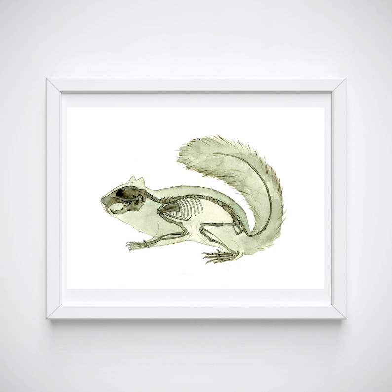 May include: A watercolor illustration of a squirrel skeleton with its fur still intact. The squirrel is in a running pose with its tail raised.