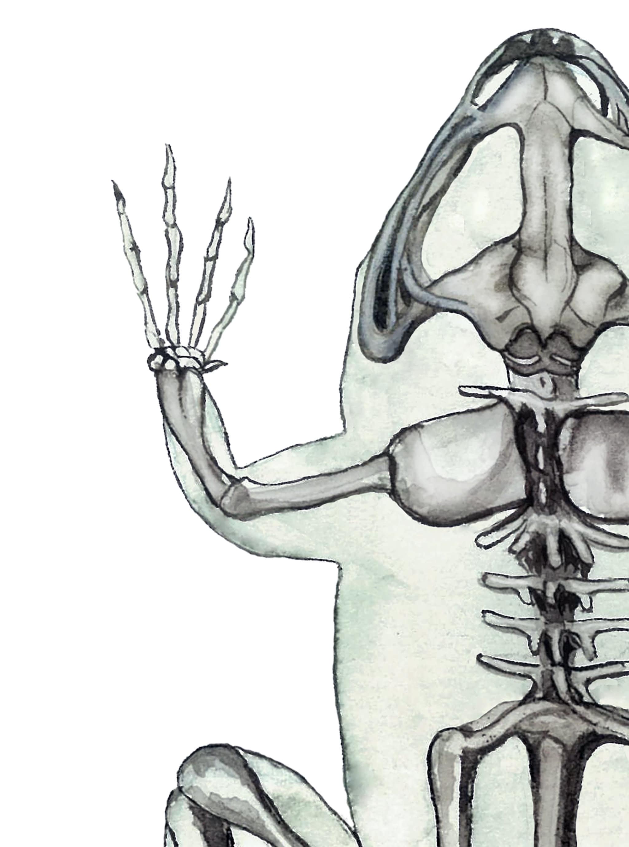 Frog Skeleton Watercolor Print: Toad Anatomical Poster, Tattoo Design, Vet  Doctor Office Wall Art, Student Gift, BIG DIGITAL - Etsy, image size:2048x2757