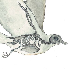 K&ouml;nnte beinhalten: Eine Aquarell-Illustration eines Vogels im Flug mit sichtbarem Skelett. Der Vogel ist in Graut&ouml;nen und Wei&szlig; dargestellt, mit ausgebreiteten Fl&uuml;geln und dem Kopf zur Seite gedreht. Das Skelett ist detailliert und genau und zeigt die Knochen der Fl&uuml;gel, Beine und des K&ouml;rpers des Vogels.