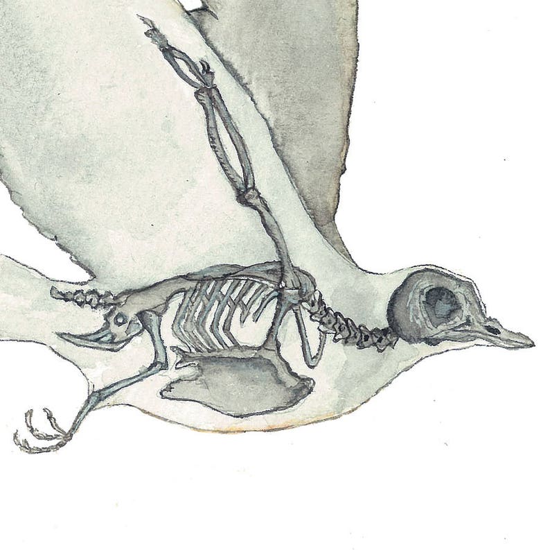 K&ouml;nnte beinhalten: Eine Aquarell-Illustration eines Vogels im Flug mit sichtbarem Skelett. Der Vogel ist in Graut&ouml;nen und Wei&szlig; dargestellt, mit ausgebreiteten Fl&uuml;geln und dem Kopf zur Seite gedreht. Das Skelett ist detailliert und genau und zeigt die Knochen der Fl&uuml;gel, Beine und des K&ouml;rpers des Vogels.