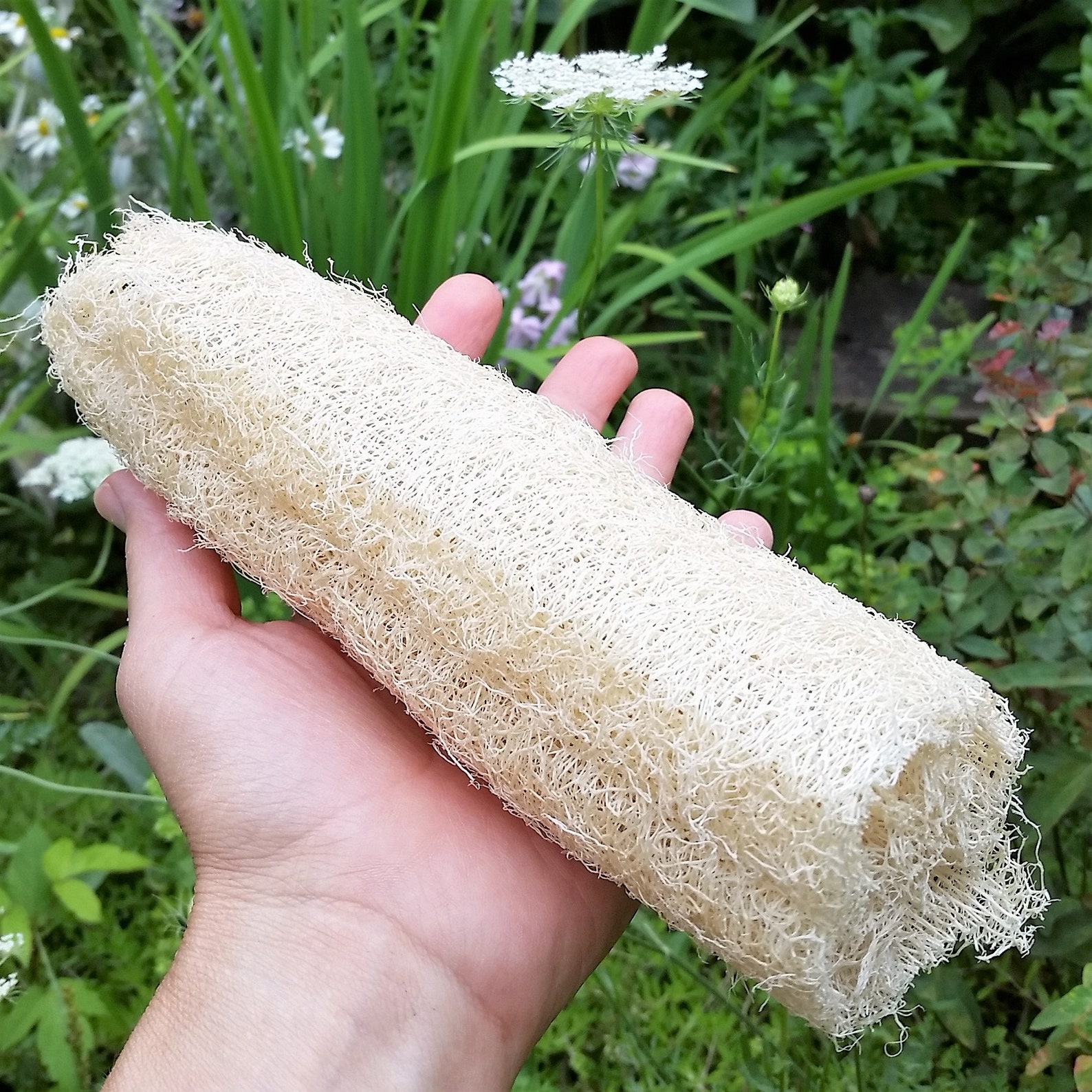 6 inch Classic Loofah Natural Plant Sponge Exfoliation Arts Etsy