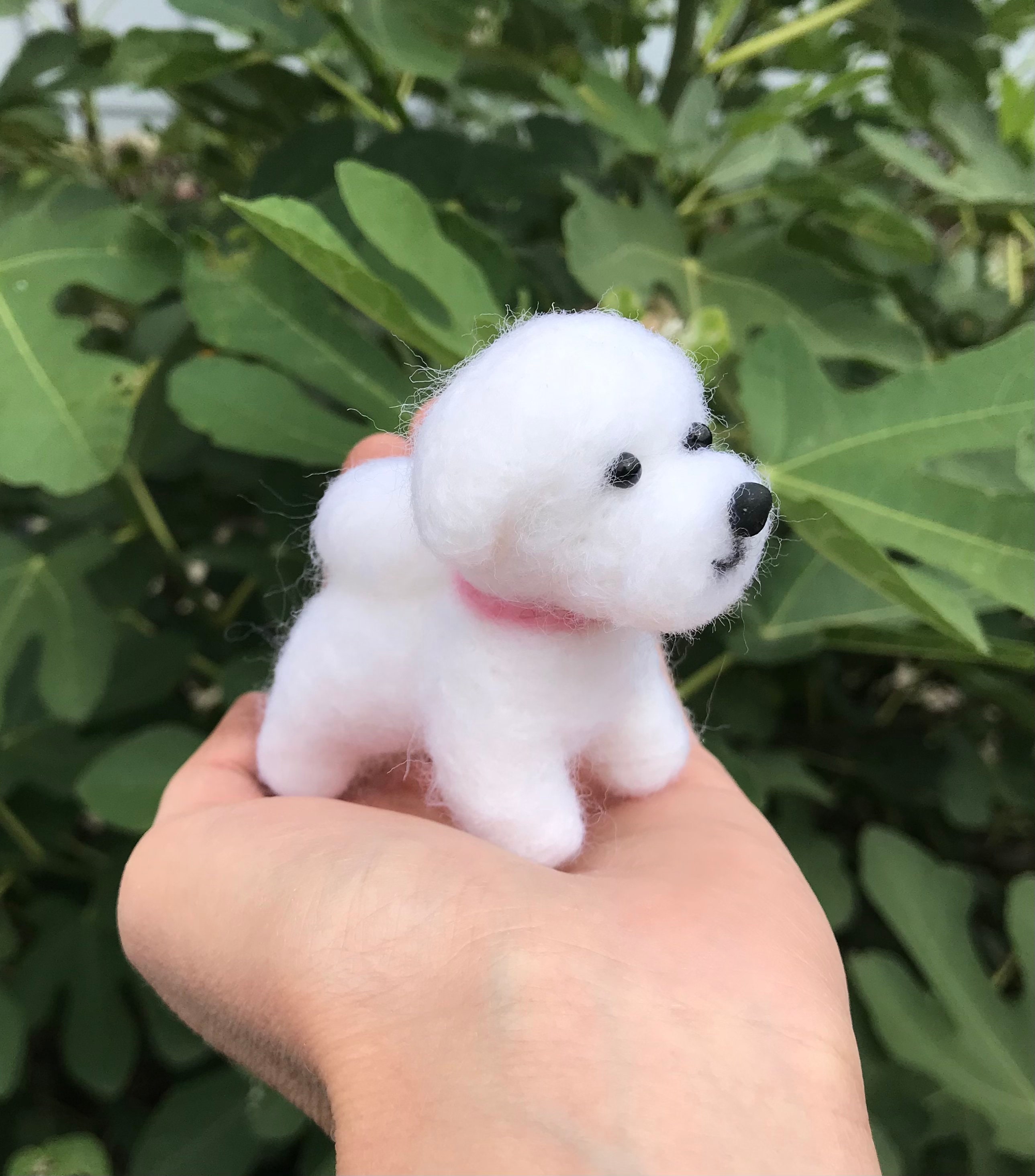 Miniature Bichon Frise for sale Only 4 left at 70