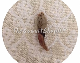 Rare Owl Claw - Paranormal Talisman Laxmi Puja Wicca Pagan Witch Black Magic Hex Enemy Voodoo