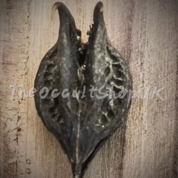 Devils Claw - Bichu Kanta - Black Magical Paranormal Natural Talisman Pendentif Rituel Vaudou