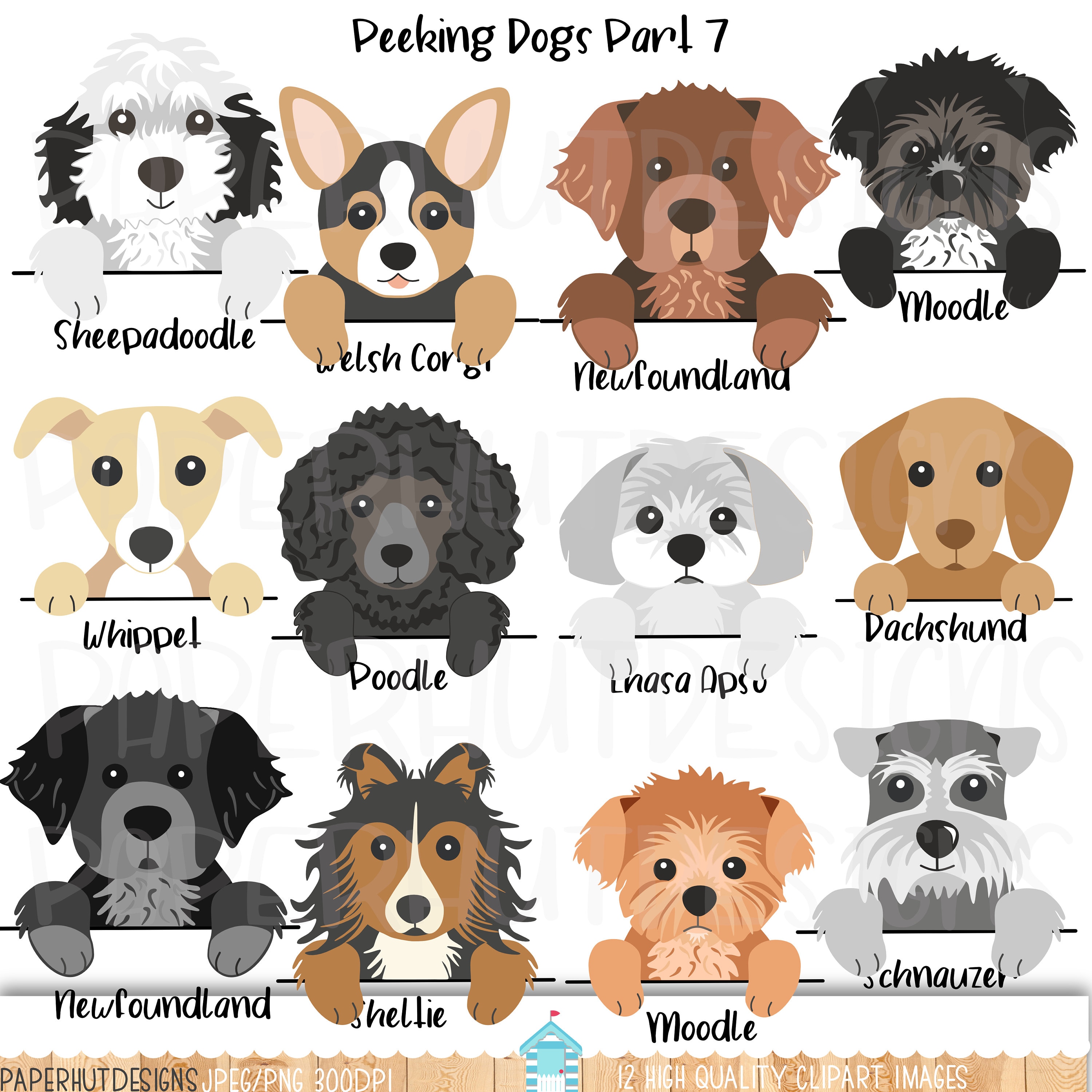 19 Sheepadoodles ideas  cute dogs, cute puppies, puppies