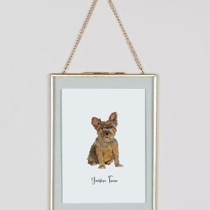 Dogs Of The Alphabet S to Z Yorkshire Terrier