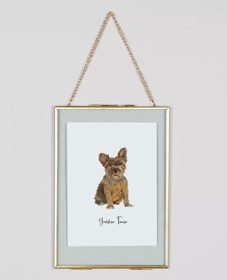 Dogs Of The Alphabet S to Z Yorkshire Terrier