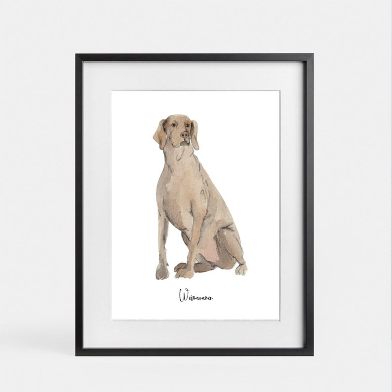 Dogs Of The Alphabet S to Z Weimaraner