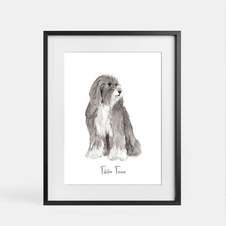 Dogs Of The Alphabet S to Z Tibetan Terrier