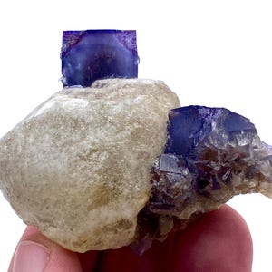 Puede incluir: Un espécimen mineral con una matriz de color beige claro y dos cristales de fluorita púrpura. Los cristales tienen una estructura cúbica y son parcialmente translúcidos. El espécimen está sostenido por una mano. Los cristales son de color púrpura intenso.