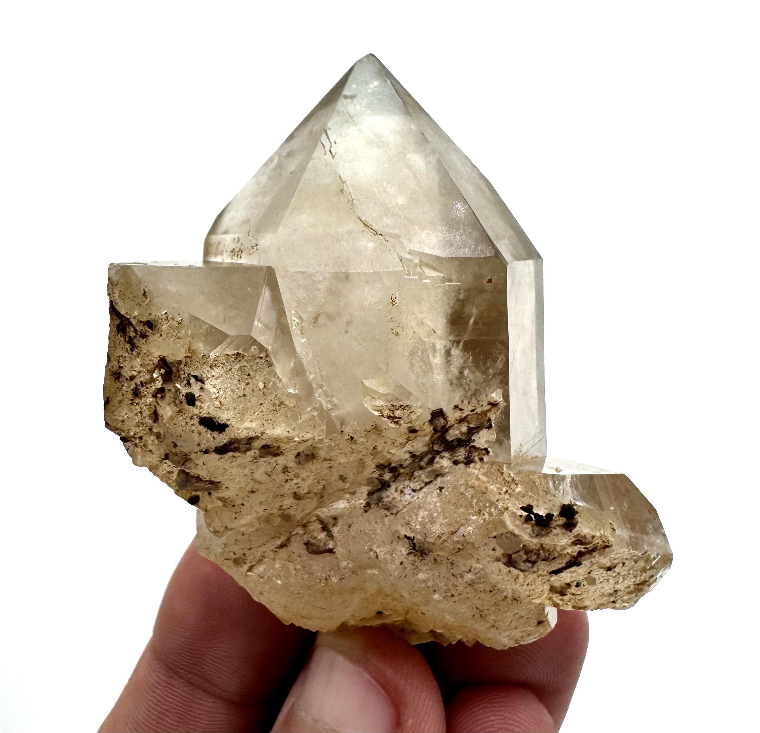 タンザニア産　タンザニアヒラズカナブン　45mm タンザニア産 タンザニアヒラズカナブン 45mm chelorrrhina