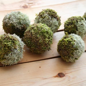 May include: A collection of six moss balls, some with a green moss and others with a light grey moss, arranged on a wooden surface.