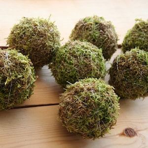Rustic Moss Balls: Natural Woodland Ornaments, Vase Filler (7pcs)