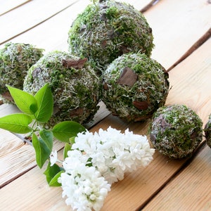 May include: Five moss balls, each covered in green moss and small brown pieces, are arranged on a wooden surface. A sprig of white lilac flowers is in the foreground.