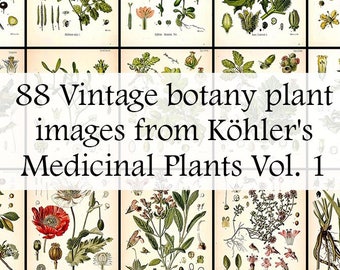 The entire set of 88 Plant illustrations in Köhler's Medicinal Plants volume 1 - Printable Download - Vintage Botanical Plates