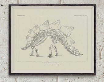 12 vintage tekeningen van dinosaurusfossielskeletten uit Noord-Amerika - paleontologie - dinosaurusbotten - dinosaurusplaten