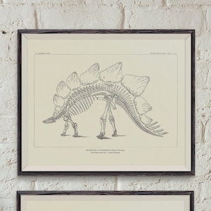 12 vintage drawings of dinosaur fossil skeletons from North America - paleontology - dinosaur bones - dinosaur plates