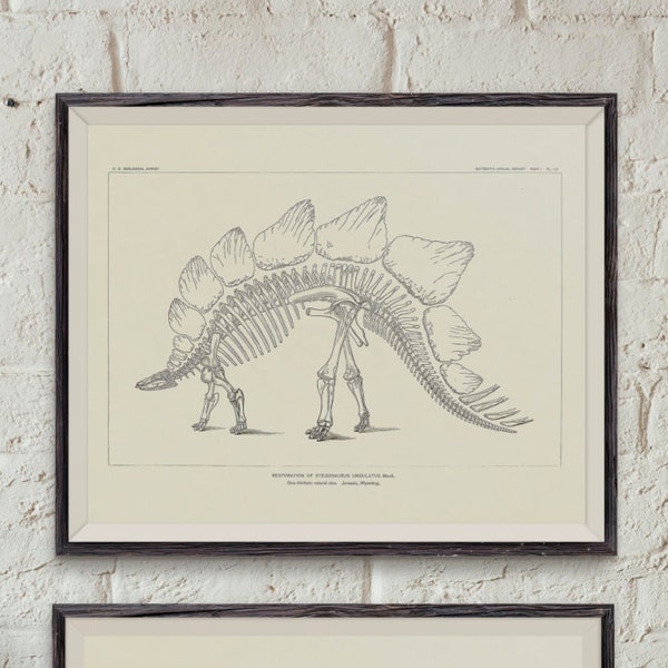 12 vintage drawings of dinosaur fossil skeletons from North America - paleontology - dinosaur bones - dinosaur plates