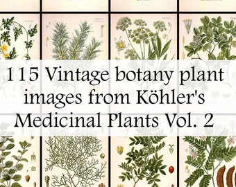 The ultimate collection of 115 Plant illustrations in Köhler's Medicinal Plants volume 2 - High Res Printable Download - Vintage Botanical