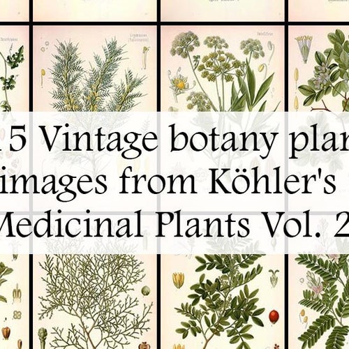 The Ultimate Collection of 115 Plant Illustrations in - Etsy
